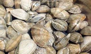 花蛤怎么吐沙子快（花蛤怎样吐沙子最快）