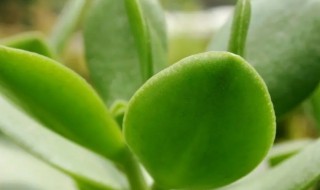 不开花植物有哪些 不开花植物有哪些植物