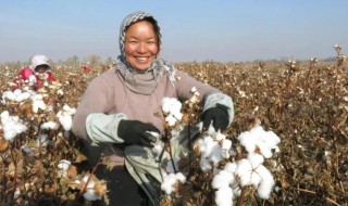 棉花怎么种（棉花怎么种植方法多少粒种子）