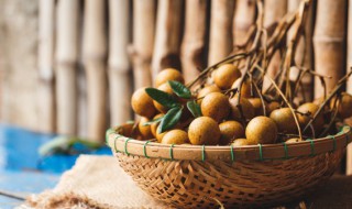 桂圆种子的种植方法 桂圆种子怎样育苗