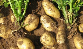 茎类植物有哪些 根茎类植物有哪些