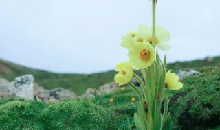 高山植物有哪些 高山植物有哪些+图片加名字