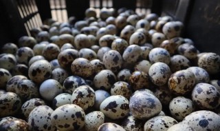 鹌鹑吃什么才会下蛋多（鹌鹑吃什么下蛋最多）