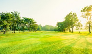 落叶灌木植物有哪些 落叶灌木植物有哪些可食用