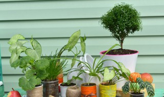 香花植物有哪些 常见的香花植物有哪些