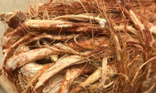 三指毛桃根可以煲汤吗 五指毛桃根怎么煲汤配什么一起煲