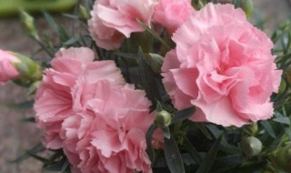 康乃馨开花后怎么处理（康乃馨开过花以后怎样处理）