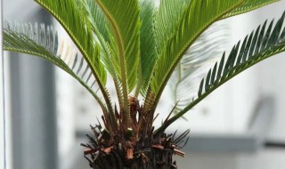 家里适合养什么样的盆栽树 家中盆栽哪种树好养