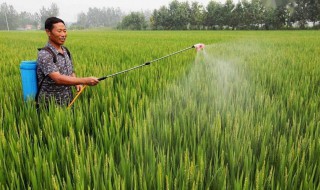 水稻钾肥什么时候施 水稻钾肥什么时候施最好