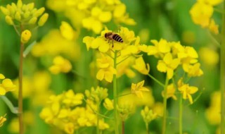 油菜什么时候施硼肥（油菜什么时候施硼肥最好）