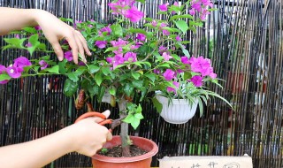 什么时候给三角梅施肥 三角梅多长时间施肥