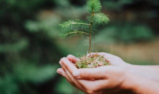 庭院栽培技术有什么重要性 庭院种植讲究