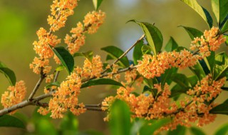 盆栽桂花树可以浇营养液吗 桂花树浇什么营养液