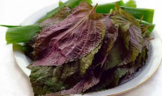 紫苏怎么晒干保存（新鲜紫苏怎样保存）