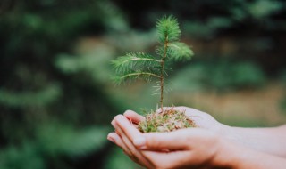 绿化树什么时候施肥合适 园林树什么时候施肥好