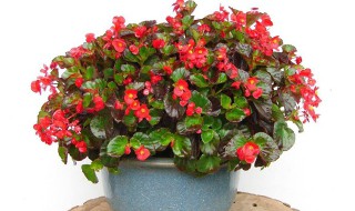 如何判断盆栽四季海棠该浇水了 四季海棠怎样浇水才能合适