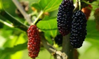 桑葚保存方法有哪些 教你最好的桑葚的保存方法