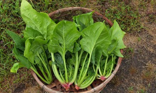 凉拌菠菜怎么拌好吃（凉拌菠菜怎么拌好吃视频）