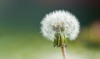 蒲公英凉拌怎么做 蒲公英凉拌怎么做好吃窍门