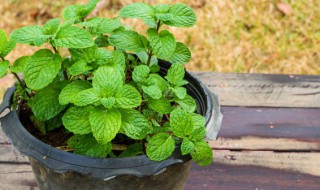 薄荷怎么吃营养价值(薄荷怎么吃好)