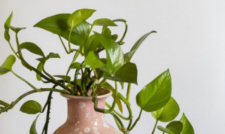 绿萝烂根怎么办（水培绿萝烂根怎么办）