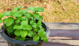 怎么种薄荷种子（薄荷种子怎么栽种）