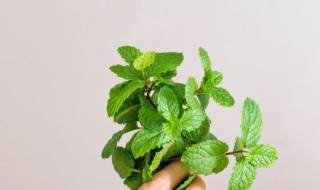 薄荷怎么水培 带土的薄荷怎么水培