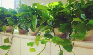 绿萝根部腐烂怎么办（绿萝根部腐烂了怎么办）