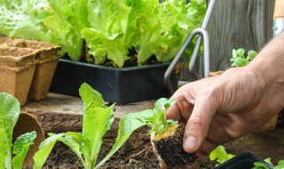 生菜怎么播种 生菜怎么播种发芽率高