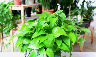 大叶绿萝长高了怎么办 绿萝怎么才能长大叶子