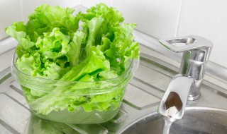 生菜怎么吃最好 生菜怎么吃最好吃