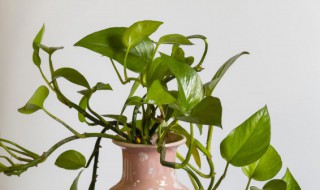 绿萝怎么剪枝水培 剪绿萝枝条水培应怎样剪