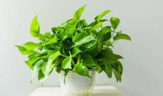 怎么让绿萝长藤(如何让绿萝长藤)