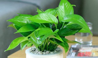 绿萝分盆怎么分 绿萝花怎么分盆