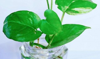 绿萝有虫子怎么办 绿萝怎么会有小虫子