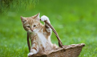 猫咪不爱喝水怎么办（猫咪不爱喝水怎么办 拉屎出血）