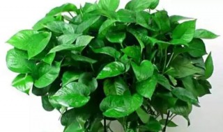 绿萝怎么换盆换土（绿萝怎么换盆换土图解）