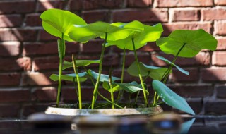 碗莲冬季怎么养（碗莲冬天怎么养）