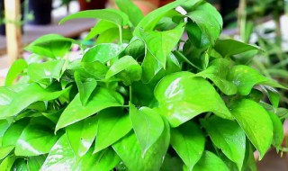 绿萝剪枝怎么剪 绿萝剪枝怎么剪重新种