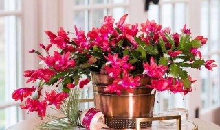 蟹爪兰花谢后怎么修剪 蟹爪兰花谢后要不要修剪