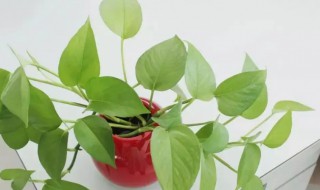 绿萝太挤了分盆怎么分 绿萝太多了怎样分盆