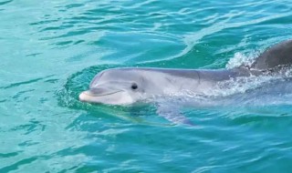 海豚吃什么食物 海豚吃什么食物为主