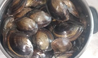 河蚌吃什么食物（河蚌吃什么食物的图片）