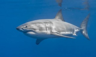鲨鱼喜欢吃什么食物 大鲨鱼喜欢吃什么食物