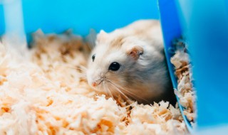 仓鼠吃什么食物最好（仓鼠吃什么食物最好图片）