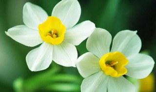 火命的人适合养什么 火命的人适合养什么花