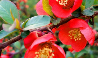 长寿冠海棠花冬季的养殖方法（夏季长寿冠海棠花的养殖方法）