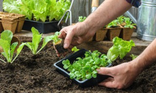 黄花菜的种植方法(黄花菜的种植方法及种植时间)