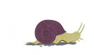 小蜗牛吃什么食物 小蜗牛吃什么食物喝什么东西!