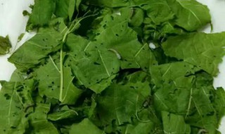 蚕蛾吃什么食物（蚕蛾吃什么食物的图片）